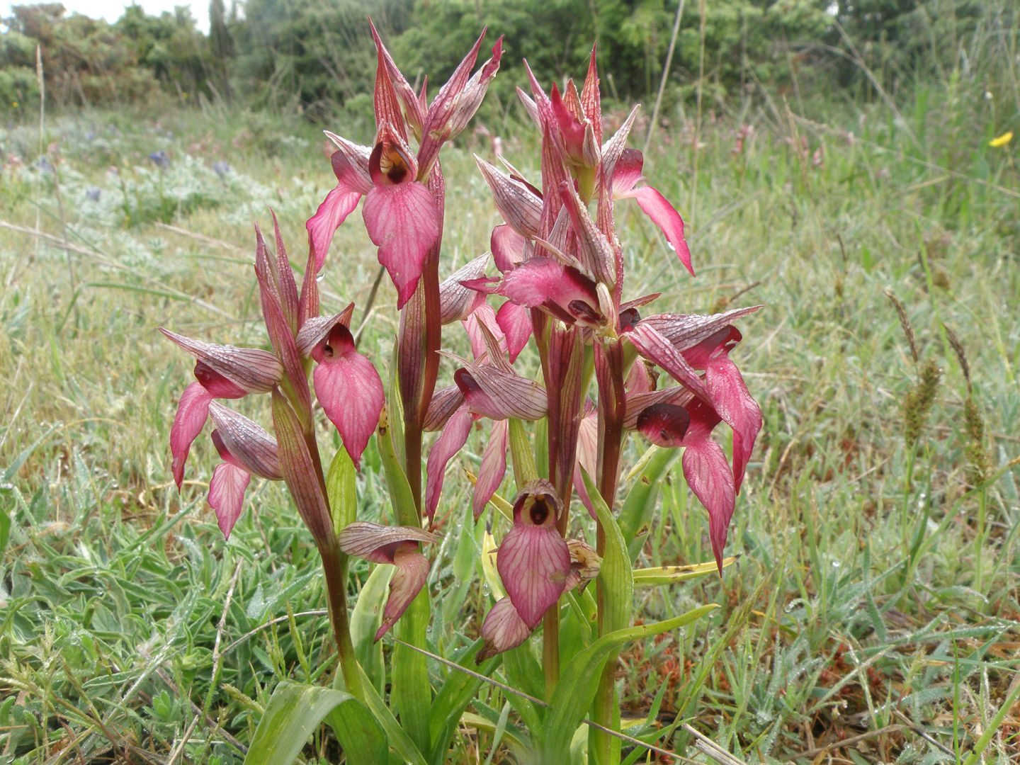 Wild orchids at Cape Kamenjak